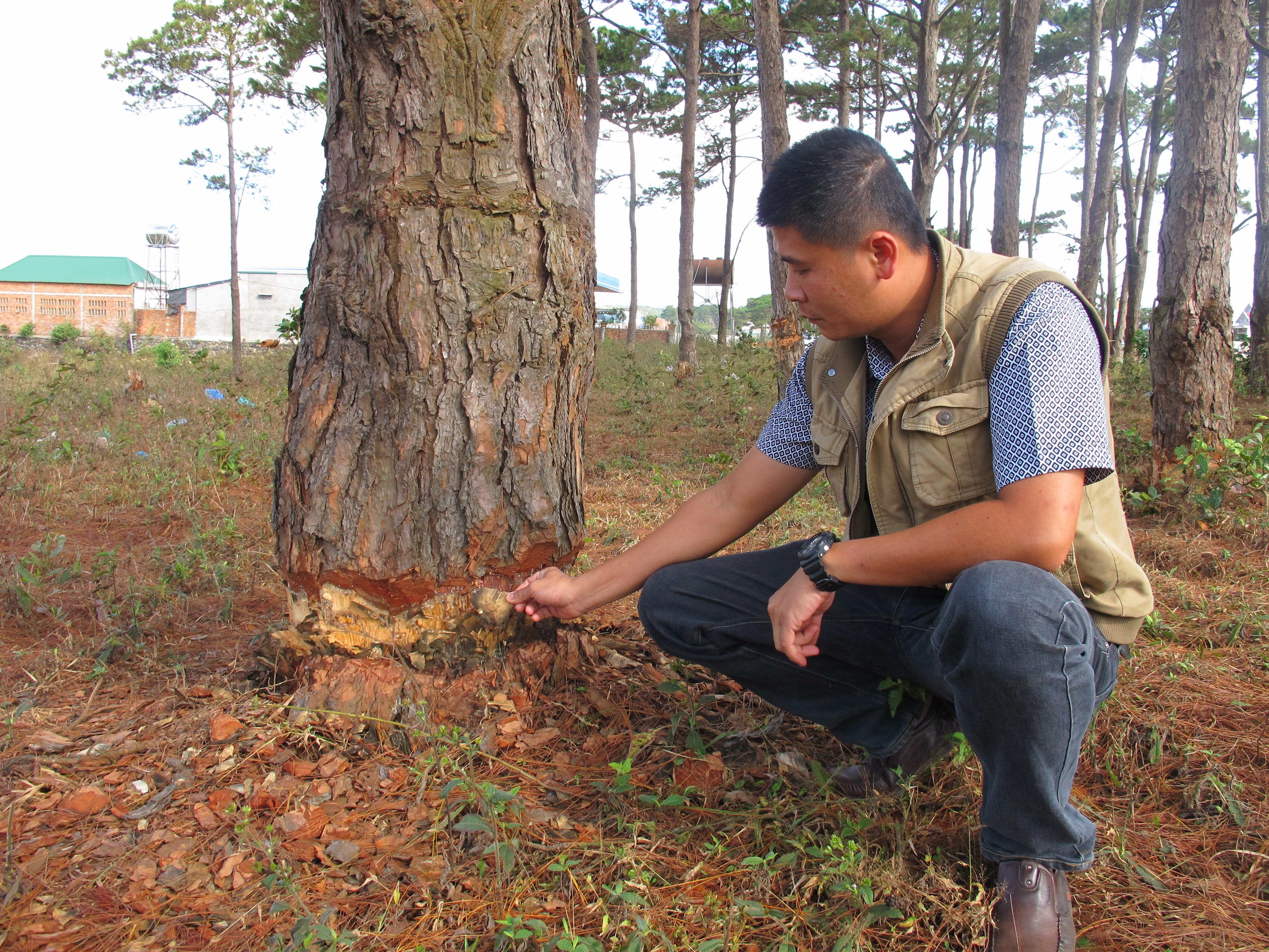Rừng phòng hộ ven quốc lộ 14 bị bức tử